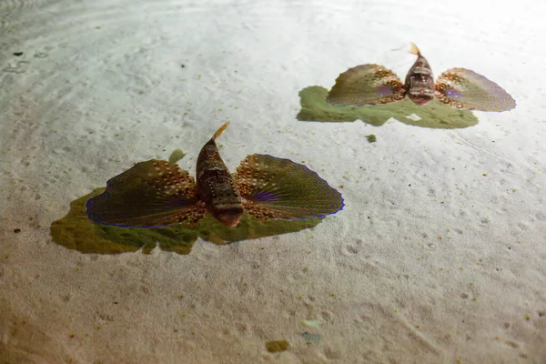 Een klein meisje is op zoek naar vissen in een groot aquarium — Stockfoto