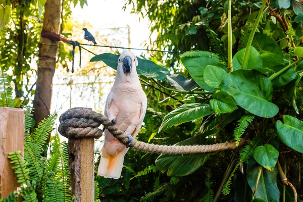 Paraguas Cacatua alba en una rama de árbol muerta — Foto de Stock