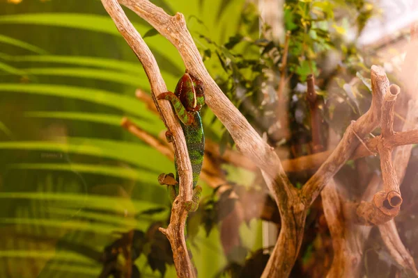 Un caméléon panthère ambilobé dort sur une branche. — Photo