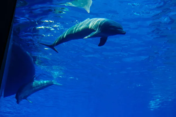 海豚在一个蓝色的大水族馆的特写镜头 — 图库照片