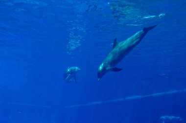 Büyük mavi bir akvaryumdaki yunuslar