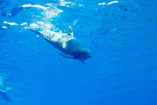 Delfine in einem großen blauen Aquarium in Großaufnahme — Stockfoto