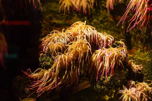 Kleine bunte Fische, helle Korallenriffe im Aquarium. Unterwasserwelt. — Stockfoto