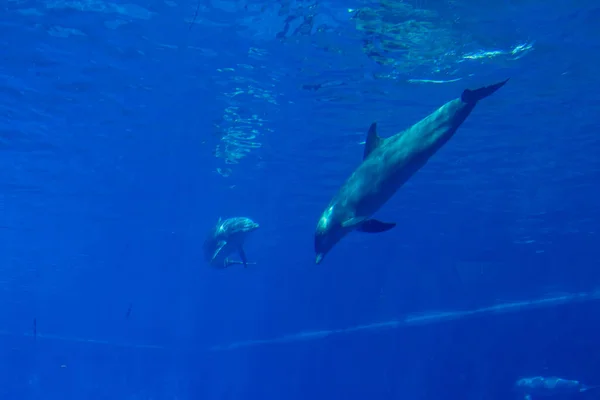 Dolphins in a large blue aquarium closeup — Stock Photo, Image