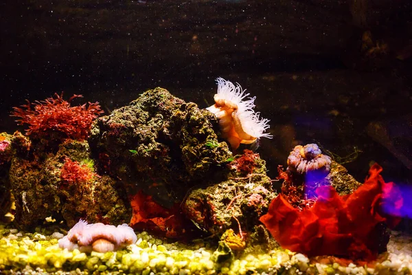 Petit poisson coloré, récif corallien lumineux en aquarium. Vie sous-marine. — Photo