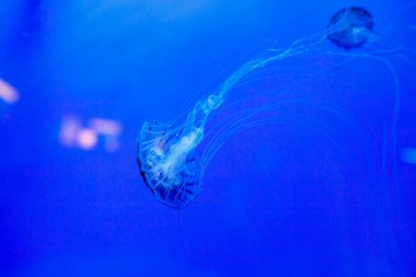 Mavi suyu olan bir akvaryumda denizanası