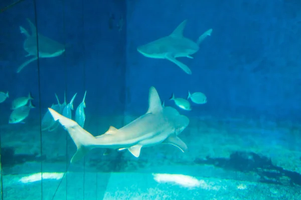 Suyun altında köpekbalığı silueti. Tehlike kavramı — Stok fotoğraf