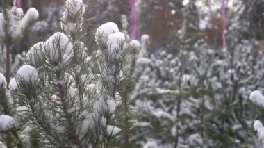 Karla kaplı çam ağaçları ile aydınlık kış manzarası