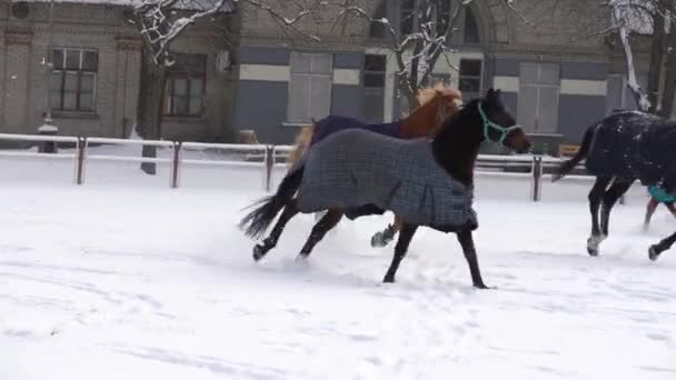 Hnědý kůň kráčející ve sněhu, přikrytý přikrývkou, aby se v zimě udržel v teple, dřevěný plot a stromy v pozadí — Stock video