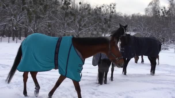 Herd of horses running in the snow — Stock Video