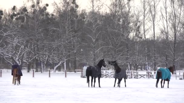 Barna ló séta a hóban, borított takaró kabát, hogy tartsa meleg télen, fa farm kerítés és fák a háttérben — Stock videók