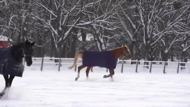 Barna ló séta a hóban, borított takaró kabát, hogy tartsa meleg télen, fa farm kerítés és fák a háttérben — Stock videók