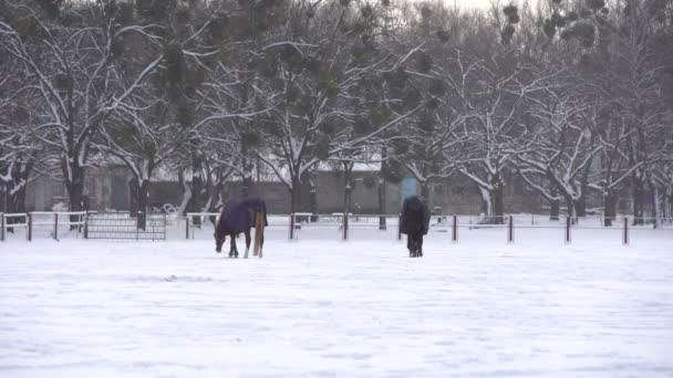 Herd van paarden die in de sneeuw rennen — Stockvideo