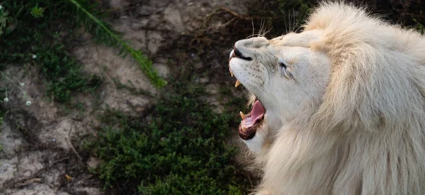 Leão branco no zoológico, o rei dos animais — Fotografia de Stock