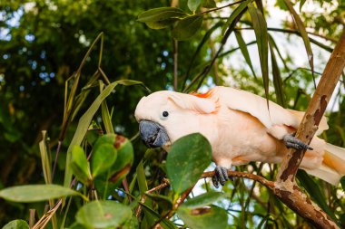 Şemsiye Kakatu Kakatua alba ölü bir ağaç dalında