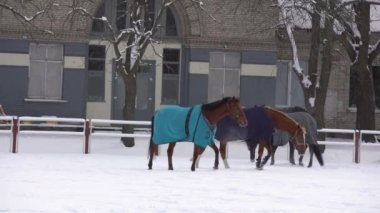 Kahverengi at karda yürüyor, kış boyunca ısınmak için battaniye örtüsüyle kaplı, ahşap çitler ve arka planda ağaçlar.