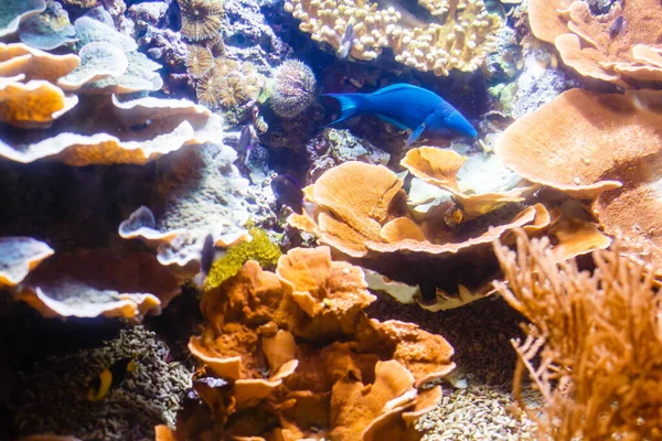 Little colorful fish, bright coral reef in aquarium. Underwater life. — Stock Photo, Image