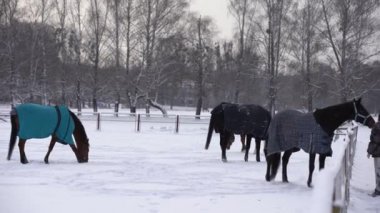 Kahverengi at karda yürüyor, kış boyunca ısınmak için battaniye örtüsüyle kaplı, ahşap çitler ve arka planda ağaçlar.
