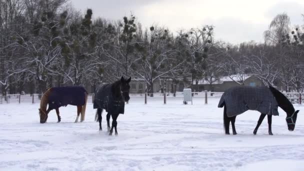 Cavalo castanho caminhando na neve, coberto com um casaco de cobertor para manter o calor durante o inverno, cerca de fazenda de madeira e árvores no fundo — Vídeo de Stock