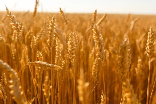 Background field spikelets in the sun — Stock Photo, Image