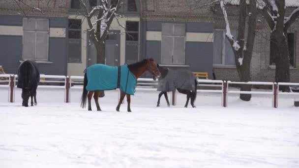 Herd of horses running in the snow — Stock Video