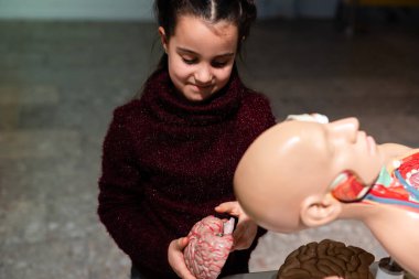 Okul çocuğu biyoloji sınıfında insan anatomisini inceliyor.