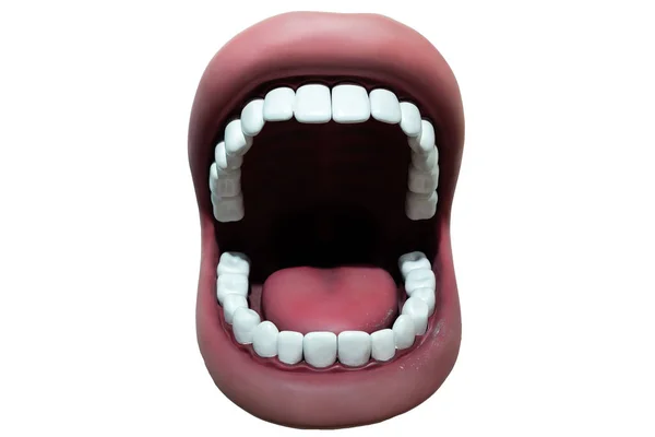 Kunstgebit voor de onder- en bovenkaak op het tandartsmodel in de beet — Stockfoto