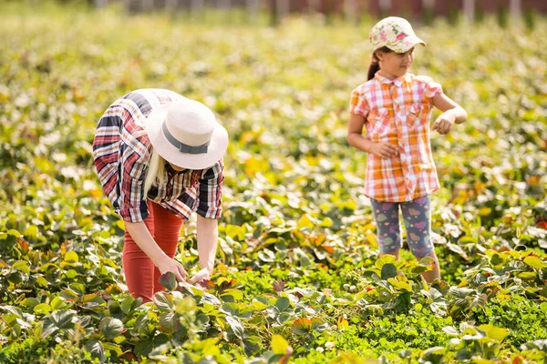 Дочка і мати працюють в городі, збирають полуницю — стокове фото