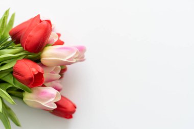 Renkli lalelerle dolu bir hayat