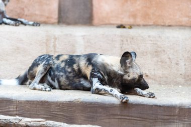 Yakın plan. Sırtlan ahşap deliği hayvanat bahçesindeki kameraya bakıyor.