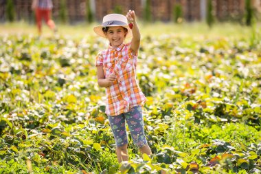 Küçük kız tarlada çilek topluyor.