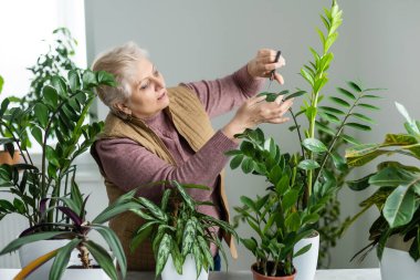 İnsanlar, ev işleri ve bitki bakımı konsepti - evdeki çiçekleri sulayan yaşlı kadın