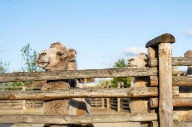 Hayvanat bahçesindeki bir deve