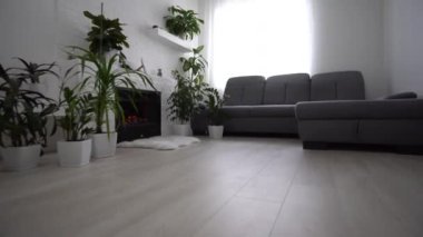 Oturma odasındaki şöminenin yanındaki bitkiler.