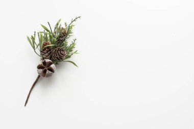 Beyaz arkaplanda çam dalı