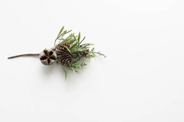 Pine branch isolated on white — Stock Photo, Image