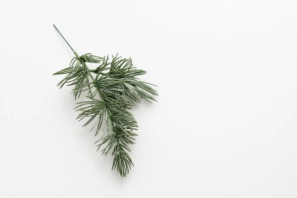 Pine branch isolated on white — Stock Photo, Image