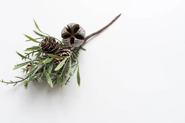 Pine branch isolated on white — Stock Photo, Image