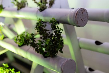 Yalan makinesi konteynırlarında bitkiler. dekor