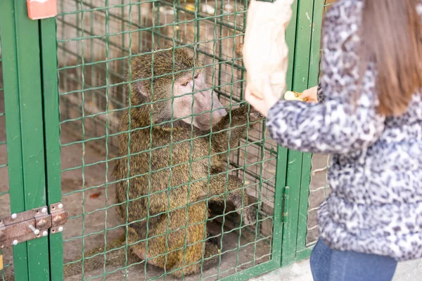 Niña alimentando monos en una jaula — Foto de Stock