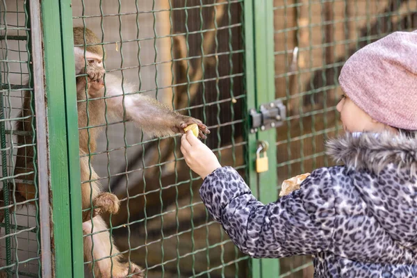 Niña alimentando monos en una jaula — Foto de Stock