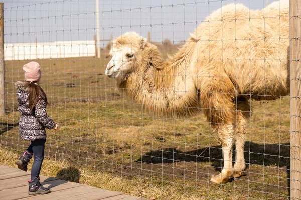 Niña está jugando en el parque fuera del zoológico jardín y la alimentación de camellos en primavera — Foto de Stock