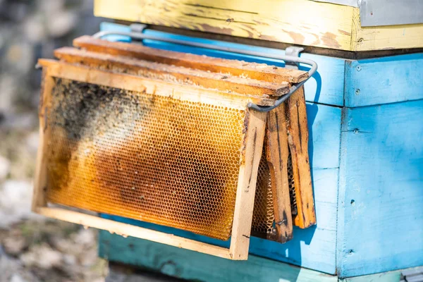 Stare ule pszczół w pasiece wiosną. — Zdjęcie stockowe