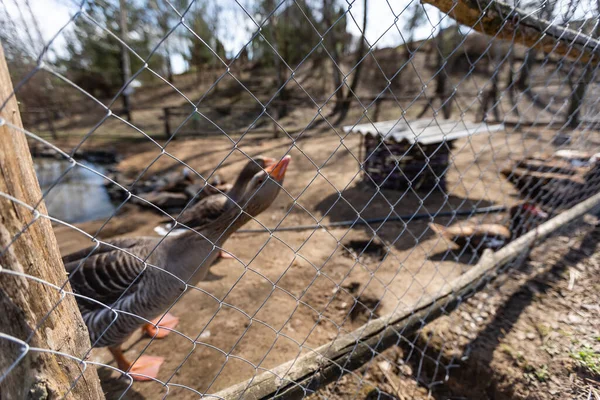 Gansos foie gras cinzentos caminhando para sua casa de ganso em uma fazenda de ganso tradicional — Fotografia de Stock