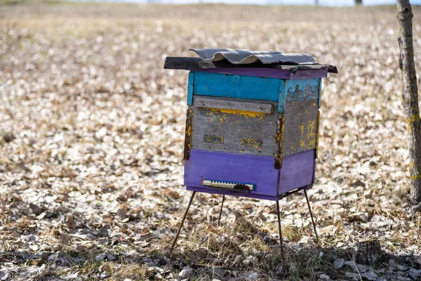 Oude bijenkorven in de bijenstal in het voorjaar. — Stockfoto