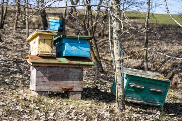 Včelí úly na poli se stromy, úly. — Stock fotografie