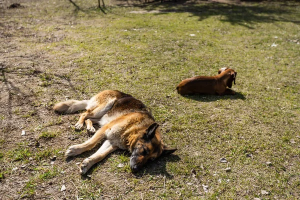 Le chien est couché sous le soleil. herbe verte et collines. Le chien se repose. fourrure grise, parfois blanche. Comme un loup. — Photo