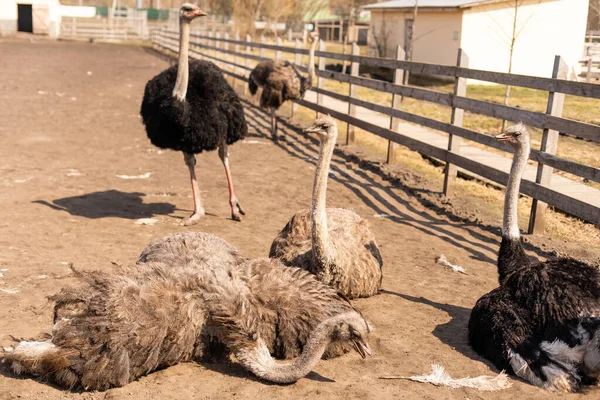 Avestruz, la cabeza de un avestruz joven mira desde detrás de la cerca, en el corral, retrato de un avestruz africano joven, grandes pestañas — Foto de Stock