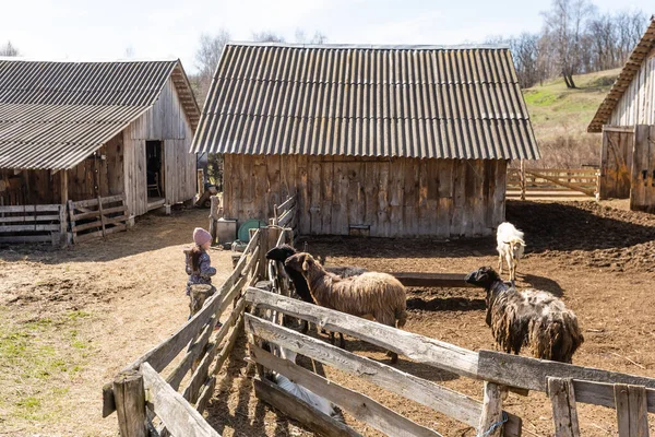 Cabras brancas e ovelhas em uma fazenda. — Fotografia de Stock