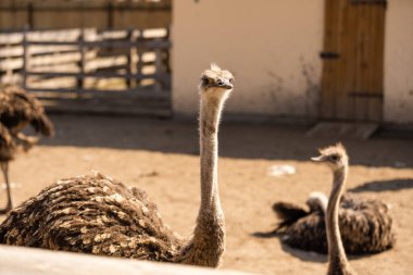 Devekuşu, çitin arkasından, ağılda, genç bir Afrikalı devekuşunun portresi, büyük kirpikleri.